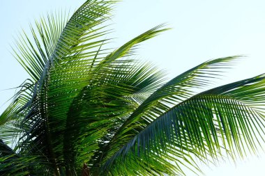 Sahilde yeşil palmiye yaprağı.