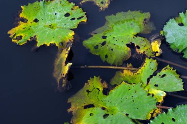 Sonbahar yaprakları, bitki örtüsü ve yapraklar