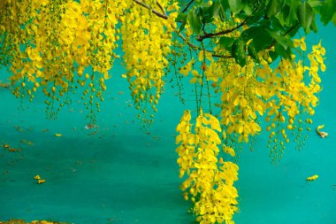 Güzel botanik fotoğrafı, doğal duvar kağıdı.