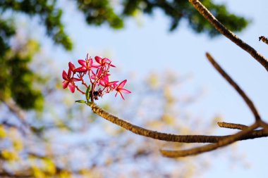 Bahçede pembe orkide çiçeği