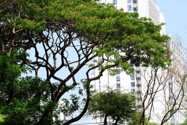 Parktaki yeşil ağaç