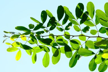 yeşil yaprak arkaplanı, kapat