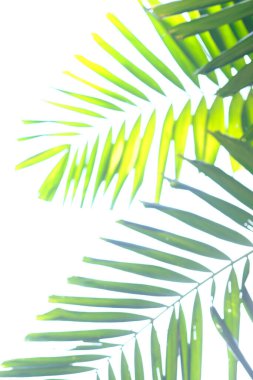 Beyaz arkaplanda yeşil palmiye yaprakları