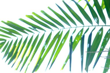 Beyaz arkaplanda izole edilmiş hindistan cevizi ağaçlarının yeşil yaprakları