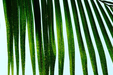 Beyaz arkaplanda tropik yeşil palmiye yaprağı.