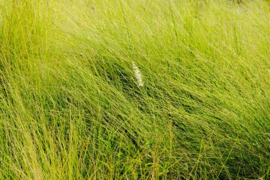 Bahçedeki yeşil çimenler