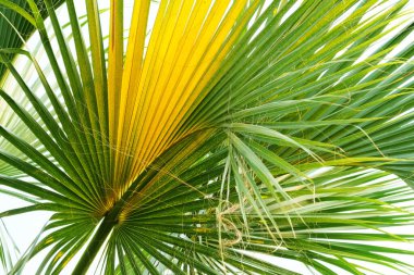 Beyaz arkaplanda palmiye yaprakları