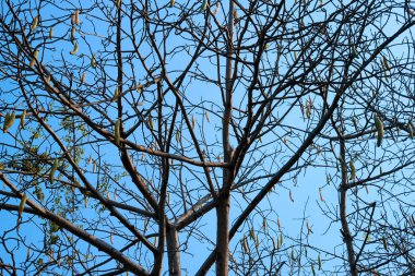 Mavi gökyüzü arka planında kuru ağaç yaprakları.