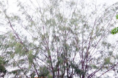 Ağaç dalları doğa