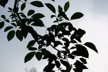 Ormanda yeşil yapraklar