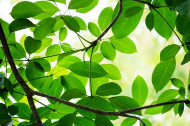 güzel yeşil yaprak arka planı