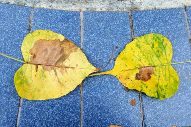 Sonbahar yaprakları, sonbahar bitkileri