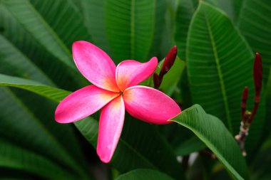 güzel pembe plumeria çiçek