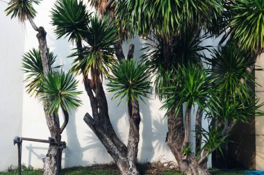 Beyaz duvarlı palmiye ağacı.