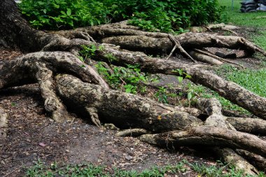 Bahçedeki bir ağacın kökleri