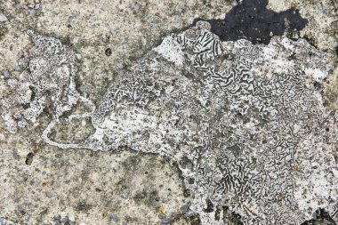 eski gri çimento arka plan