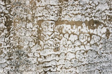 arkaplan olarak eski boyanmış beton duvar