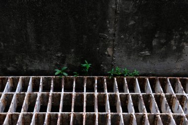 Yosun ve bitkilerle dolu eski beton duvar