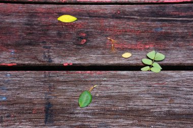 Yapraklar ve tahta arkaplan