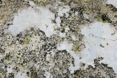 Yosun ile eski duvar arkaplanı