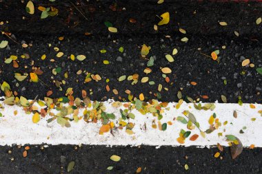 Düşen yapraklar ve düşen sonbahar asfaltı