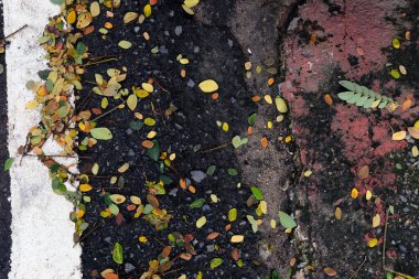 Sonbahar yaprakları yerde.