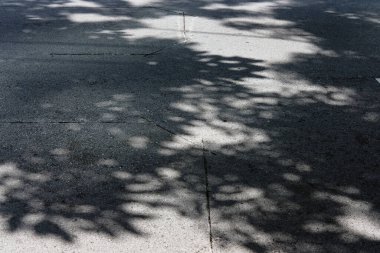 Sokaktaki ağacın gölgesi