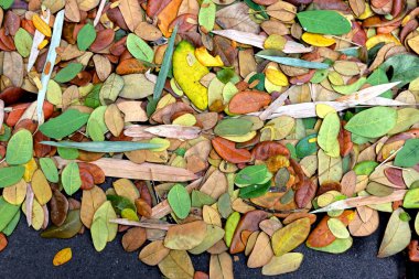 Renkli sonbahar yaprakları arkaplanı