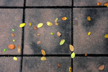 Yere düşen yapraklar.