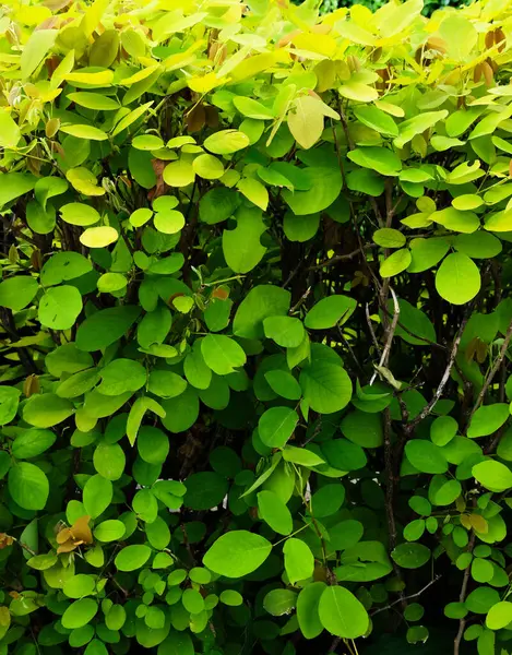 Doğada güzel yeşil yaprak, bitki örtüsü ve çevre