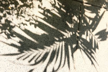 Beton zeminde bir yaprağın gölgesi