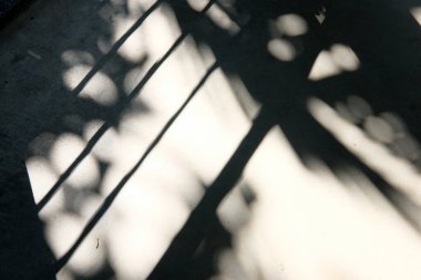 Zemindeki ağacın gölgesi