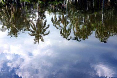 Ormandaki gölün güzel manzarası