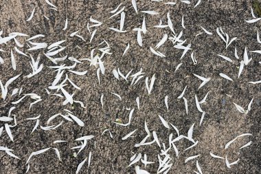 Yerdeki kuru yapraklar