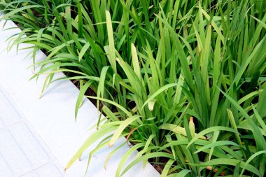 kopyalama alanı olan yeşil çimen arkaplanı