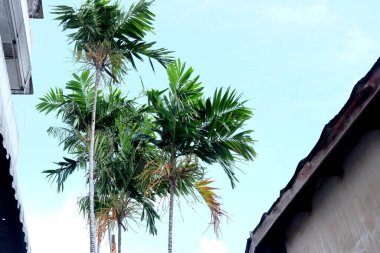 Parktaki palmiye ağacı