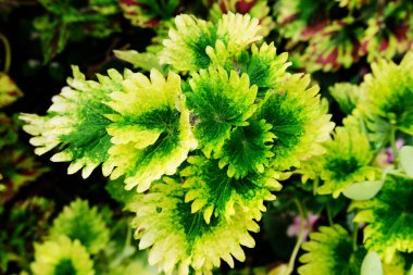 Bahçedeki bir bitkinin yeşil yaprakları