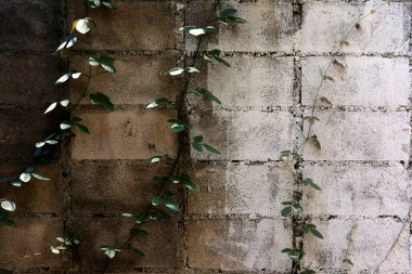 Duvarda yeşil sarmaşık yaprakları