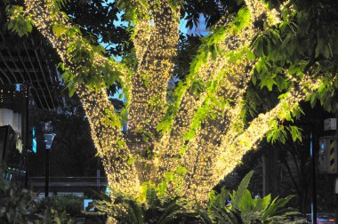 Güzel botanik fotoğrafı, doğal duvar kağıdı.