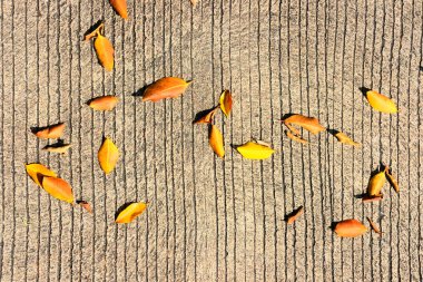 Tahta yüzeyde sarı yapraklar