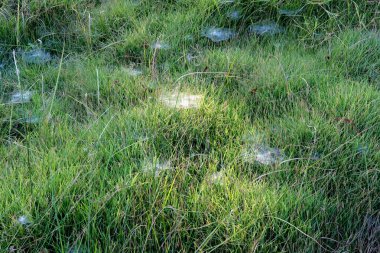 Çimlerin üzerinde yeşil yosun ve örümcek ağı. yüksek kaliteli fotoğraf
