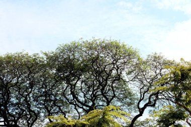 Ormanda yeşil ağaçlar