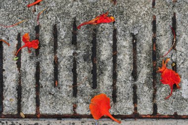 Yerde kırmızı ve sarı çiçekler