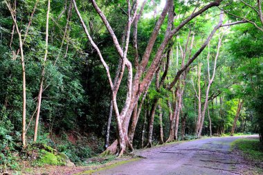 Ormanın güzel manzarası