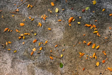 Sonbahar yaprakları yerde.