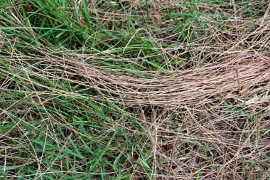 Park içerisindeki çimen arkaplanı