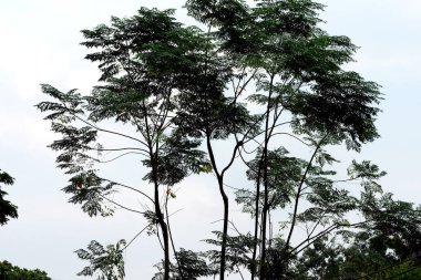 Güzel botanik fotoğrafı, doğal duvar kağıdı.