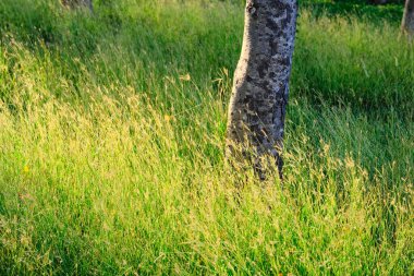 Parkta yeşil çimenler