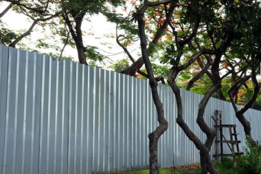 Bahçedeki güzel çimenler