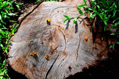 Arka planı bulanık, güzel bir kütüğün yakın plan çekimi.